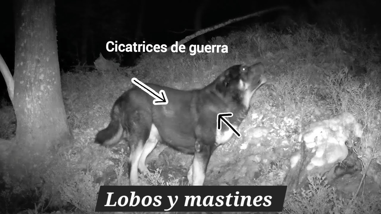 Cantabria Lobos y mastines. Cicatrices de guerra. El mastín protegiendo su territorio ante el lobo.