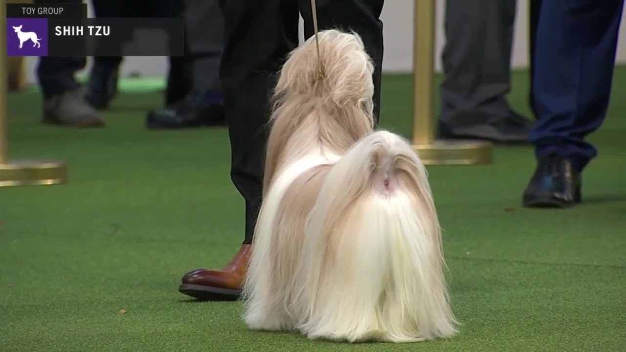 Shih Tzu | Breed Judging 2020