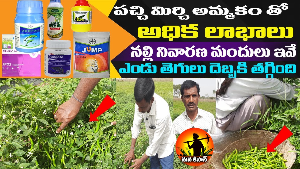 Mirchi Nalli Thamara Nivarana |పచ్చి మిర్చి అమ్మకం తో అధిక లాభాలు| Thrips control | ManaKisan Tv