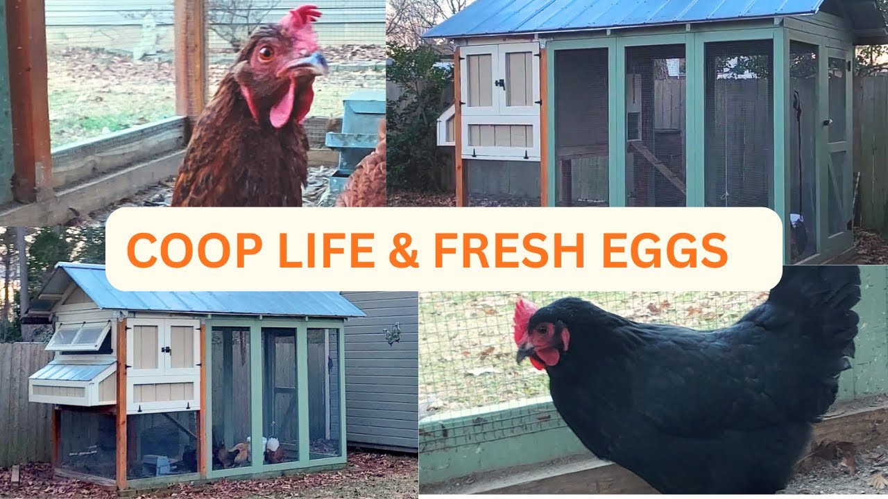 Our Backyard Chicken Life 🐓 | Custom Coop, Happy Hens & Fresh Eggs (Minus Winter!)