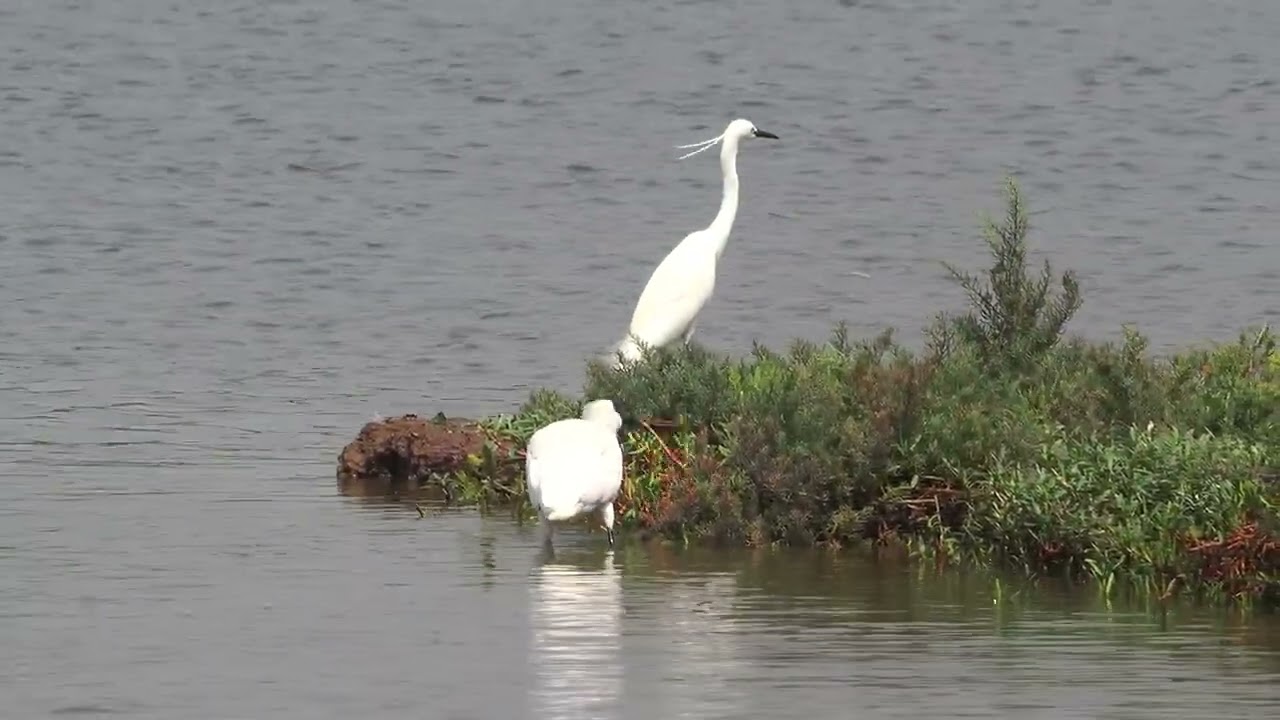 นกปากช้อนหน้าดำ Black-faced spoonbill ศูนย์ศึกษาธรรมชาติกองทัพบกบางปู Bangpu Nature Education Center