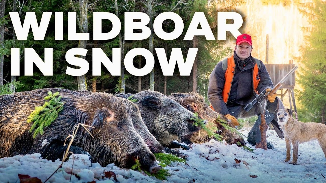 Wild Boar in Snow with Franz-Albrecht