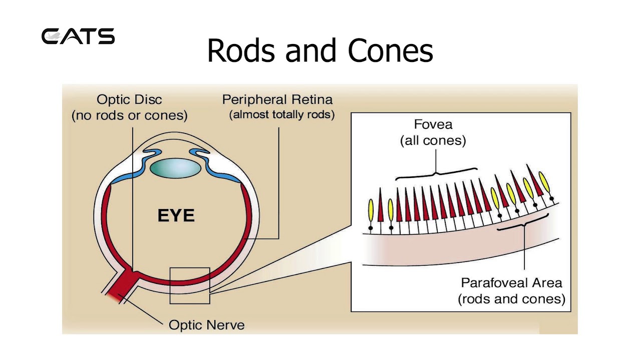 29 - Rods & Cones