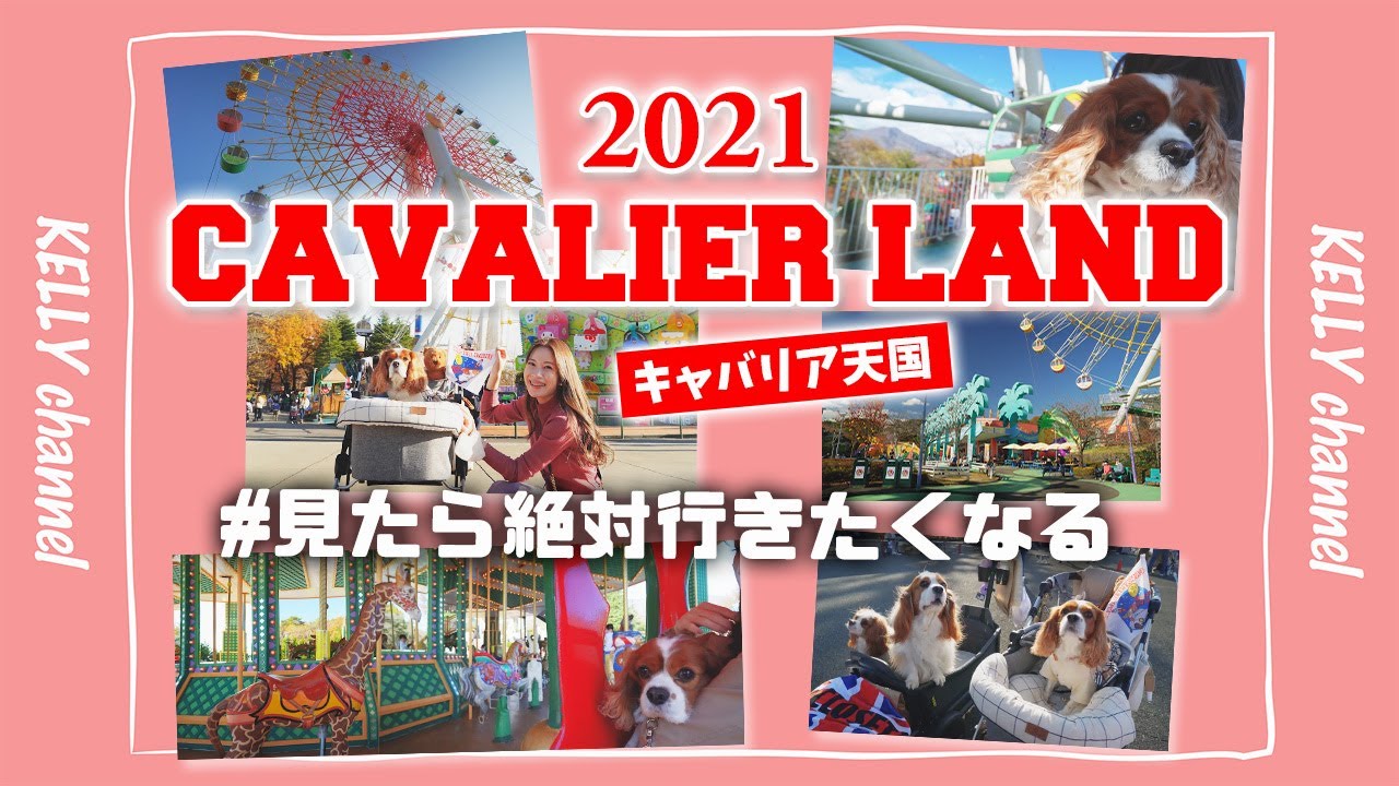 🐶👩【キャバリアランド2021】600匹以上のキャバリアが集結‼︎こんな光景みたことない♡‼︎