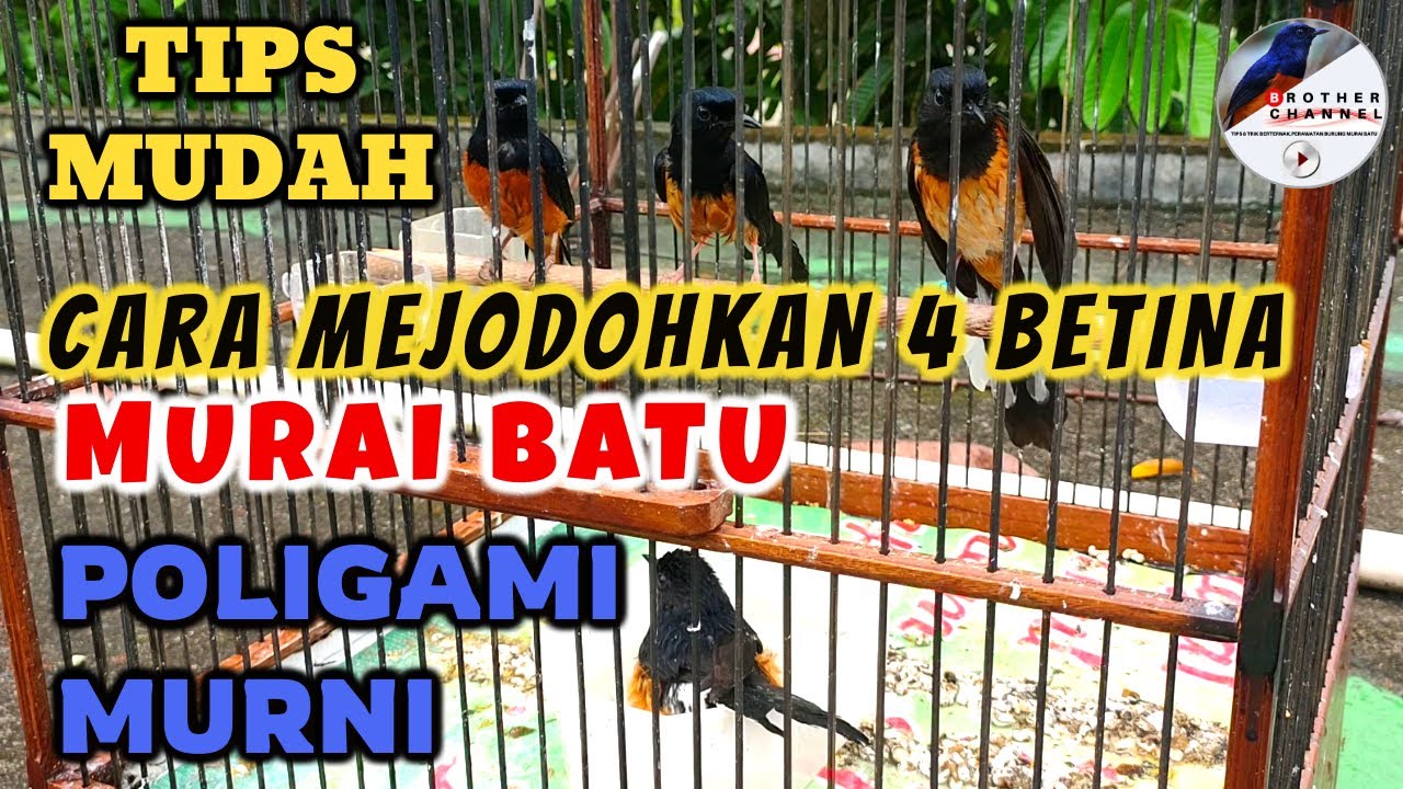 MUDAH MASBRO TRIKNYA,... PENJODOHAN 4 BETINA MURAI BATU POLIGAMI MURNI