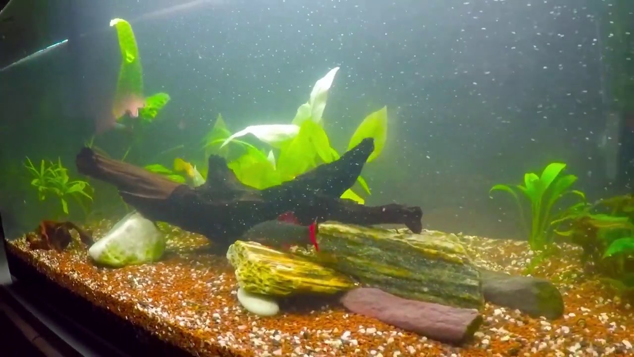 Start baniaka 112 l krok po kroku