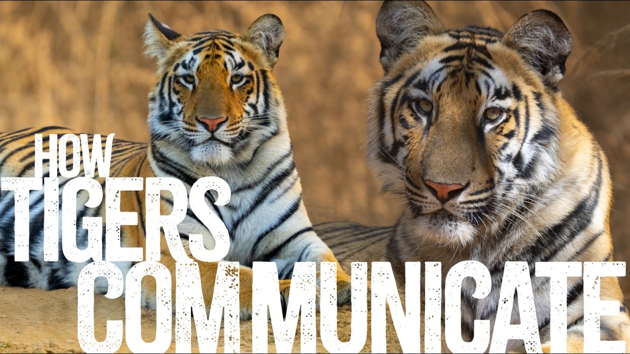 How Do Tigers Communicate? | Secrets from Gothangaon - Part 2