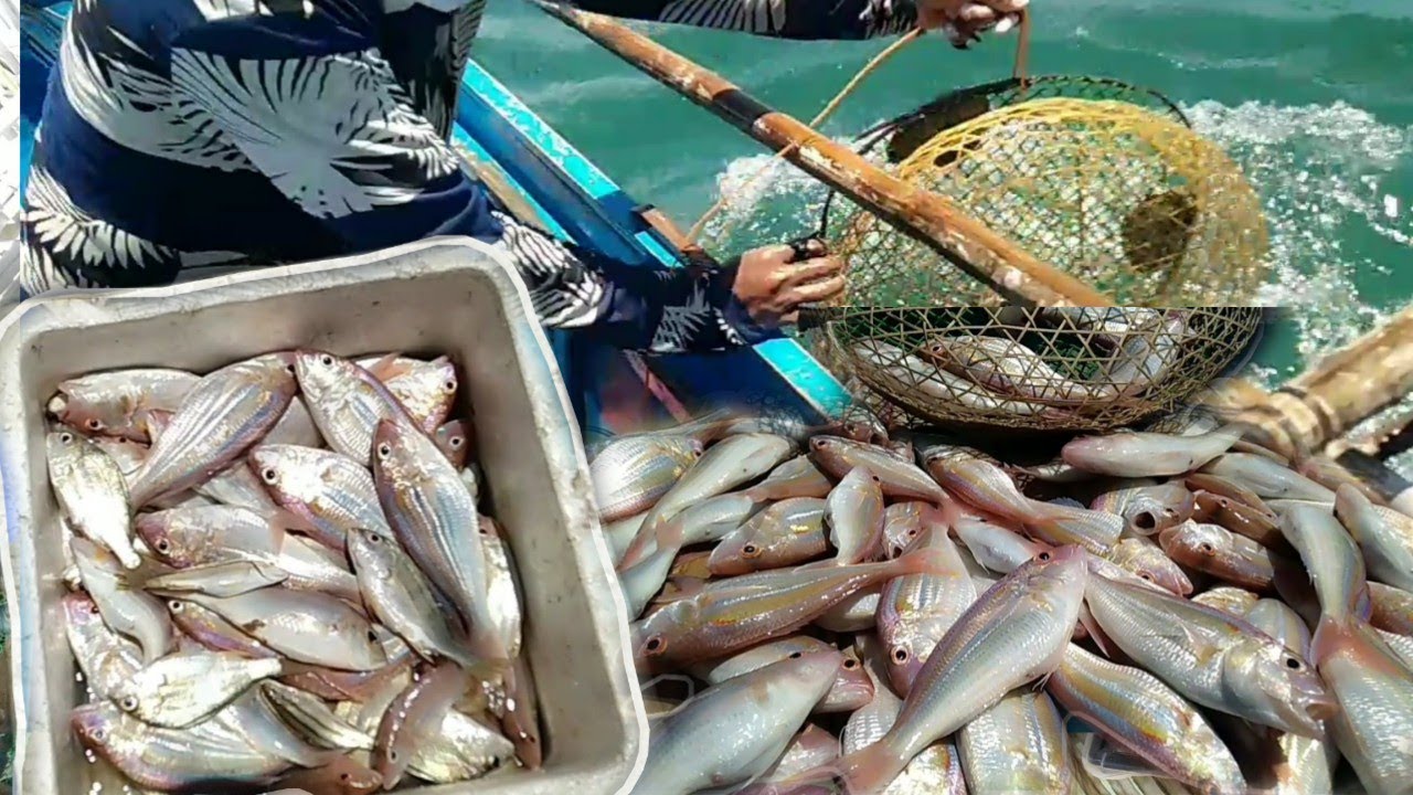 Pinaka Malupit na Trap sa Paghuli ng Isdang Bisugo,,Part 2