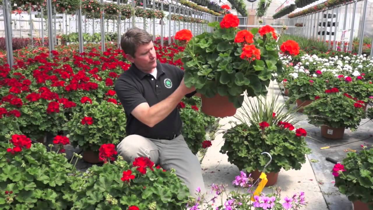 Westwood Grown Geraniums