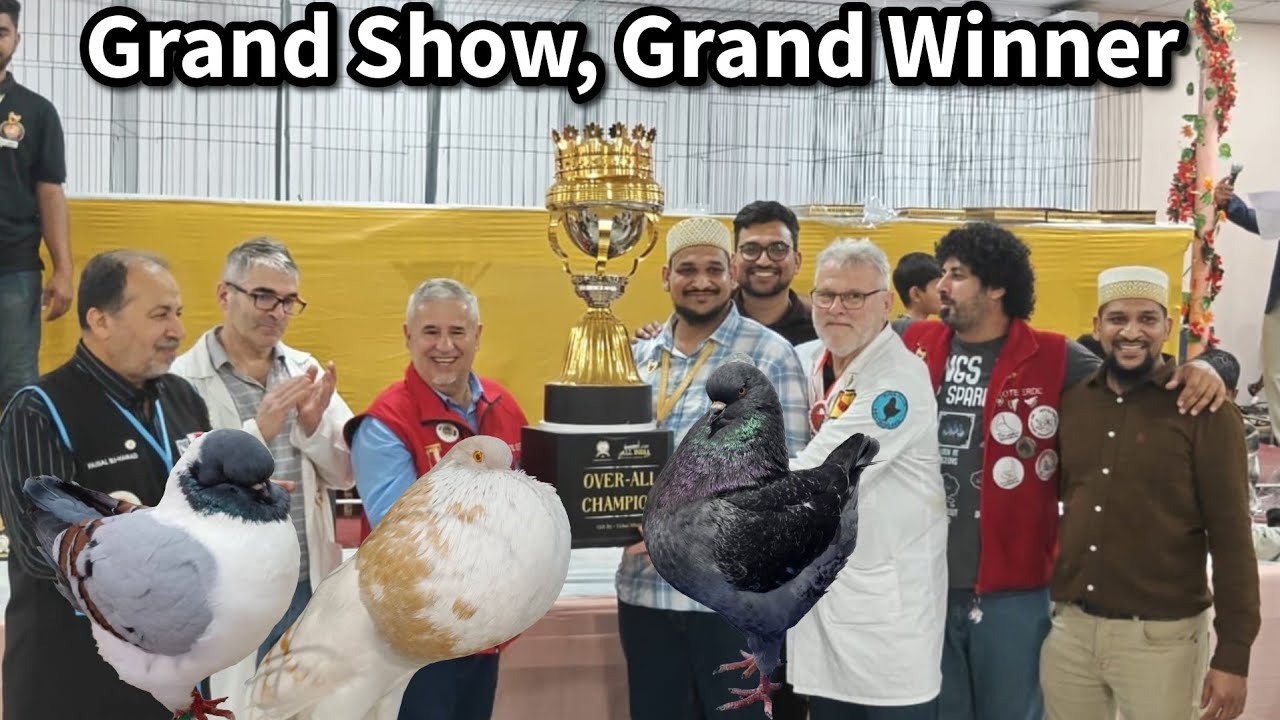Grand National Pigeon Show Winner | Ezzy Loft Dahod Gujarat | King, Shirazi, Trumpeter, Fantail 