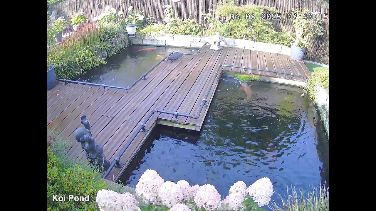 Livestream - Koi Pond - AyEmEl
