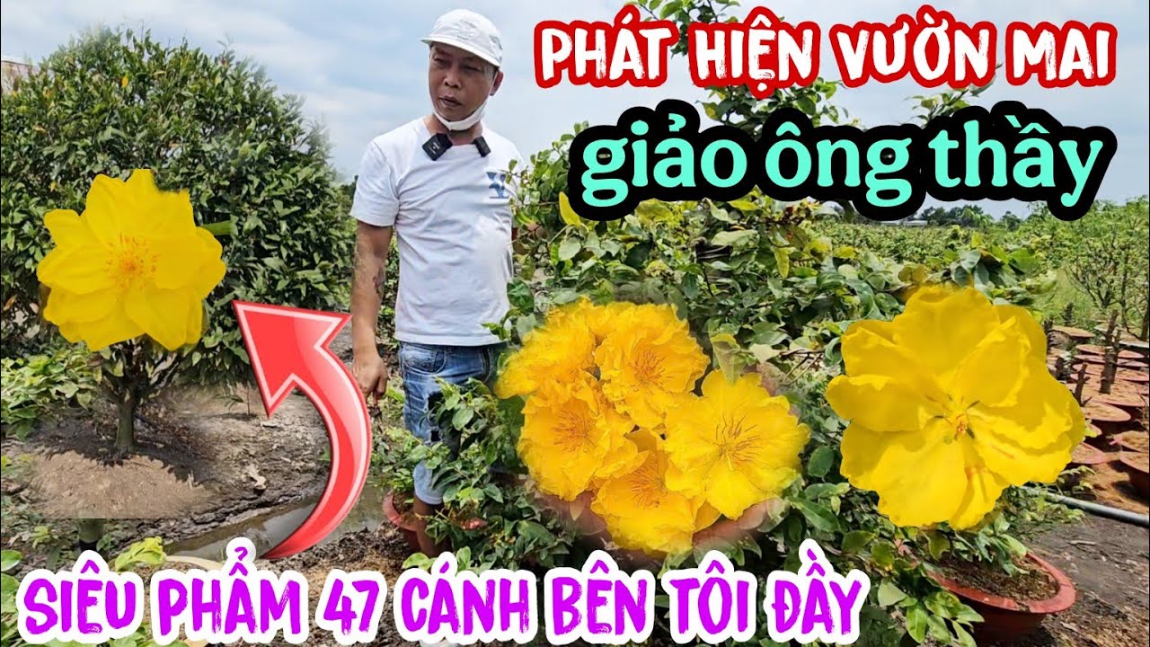 Phát Hiện Vườn Mai (Giảo Ông Thầy)Sự Thật Siêu Phẩm 47 Cánh Vườn Tôi Đầy Có Phải Như Lời Đồn