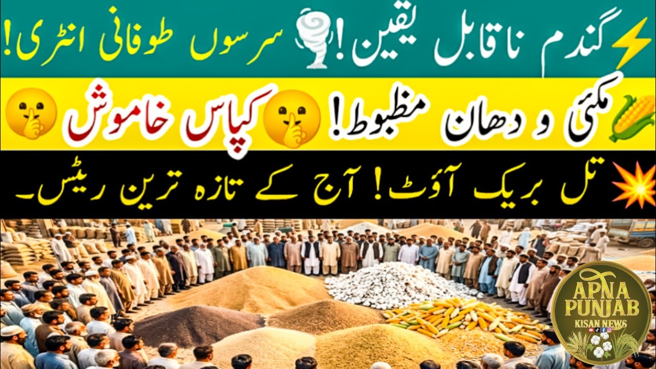 Today Wheat Price in Punjab 2026 // Munji, Maize, Till, Sarson // Galla Mandi Rate Today // 