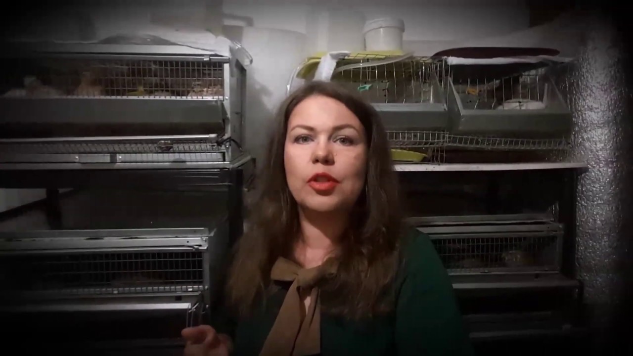Мои перепела в квартире. Сколько весят молодые гигантские перепелки породы бройлерный фараон?