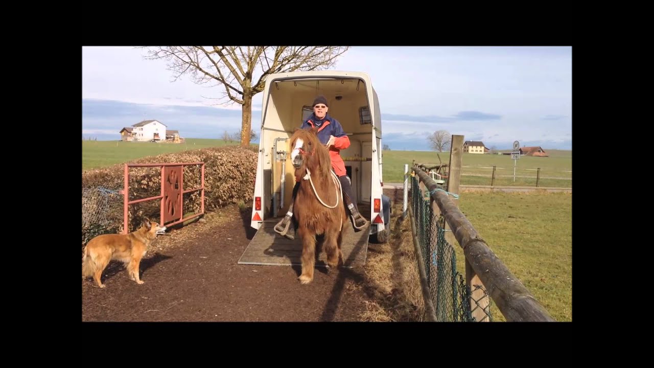 Pferde verladen mit Spass
