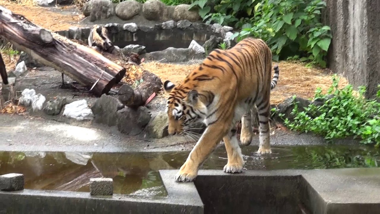 のんほいパーク-豊橋総合動植物公園　NON HOI PARK (ZOO & BOTANICAL PARK)