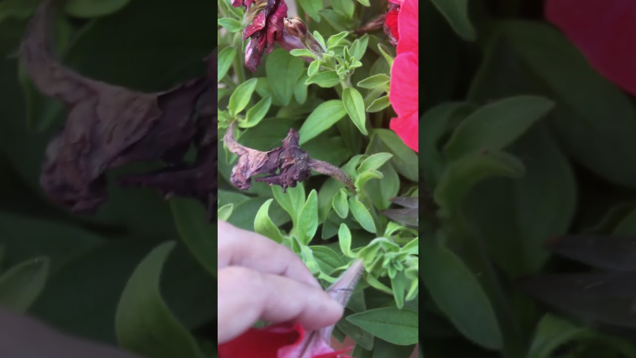 Do THESE 3 things to keep Petunias blooming non-stop