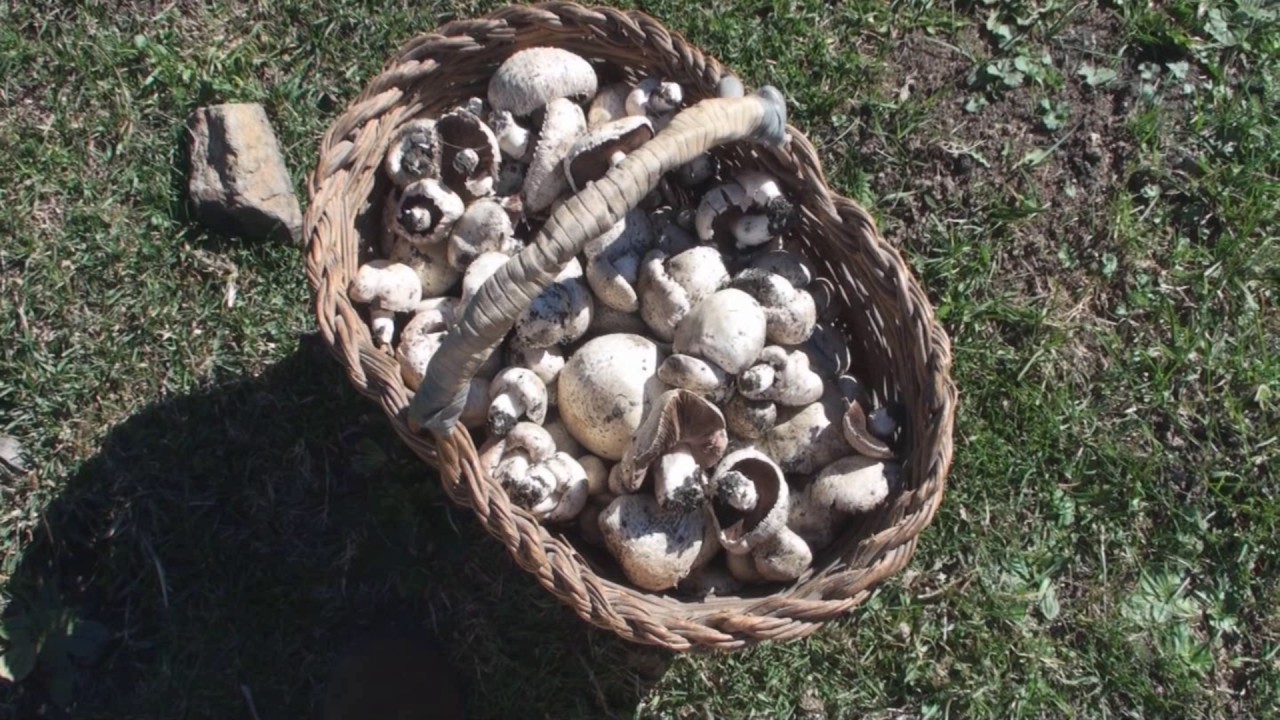La muntanya de Tor, misteri, natura i bona gent...