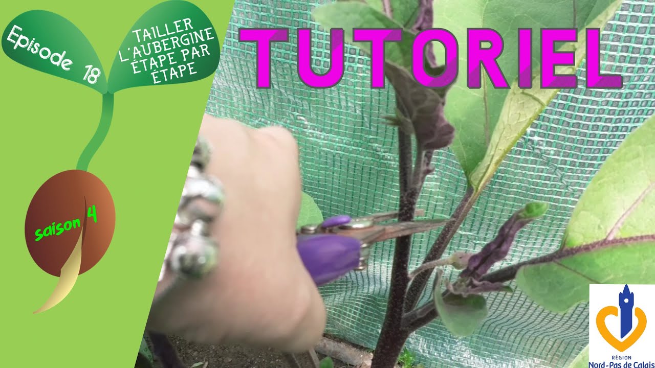 🍆S4 - Episode 18 : TUTORIEL : Tailler l'aubergine, étape par étape en vidéo🍆