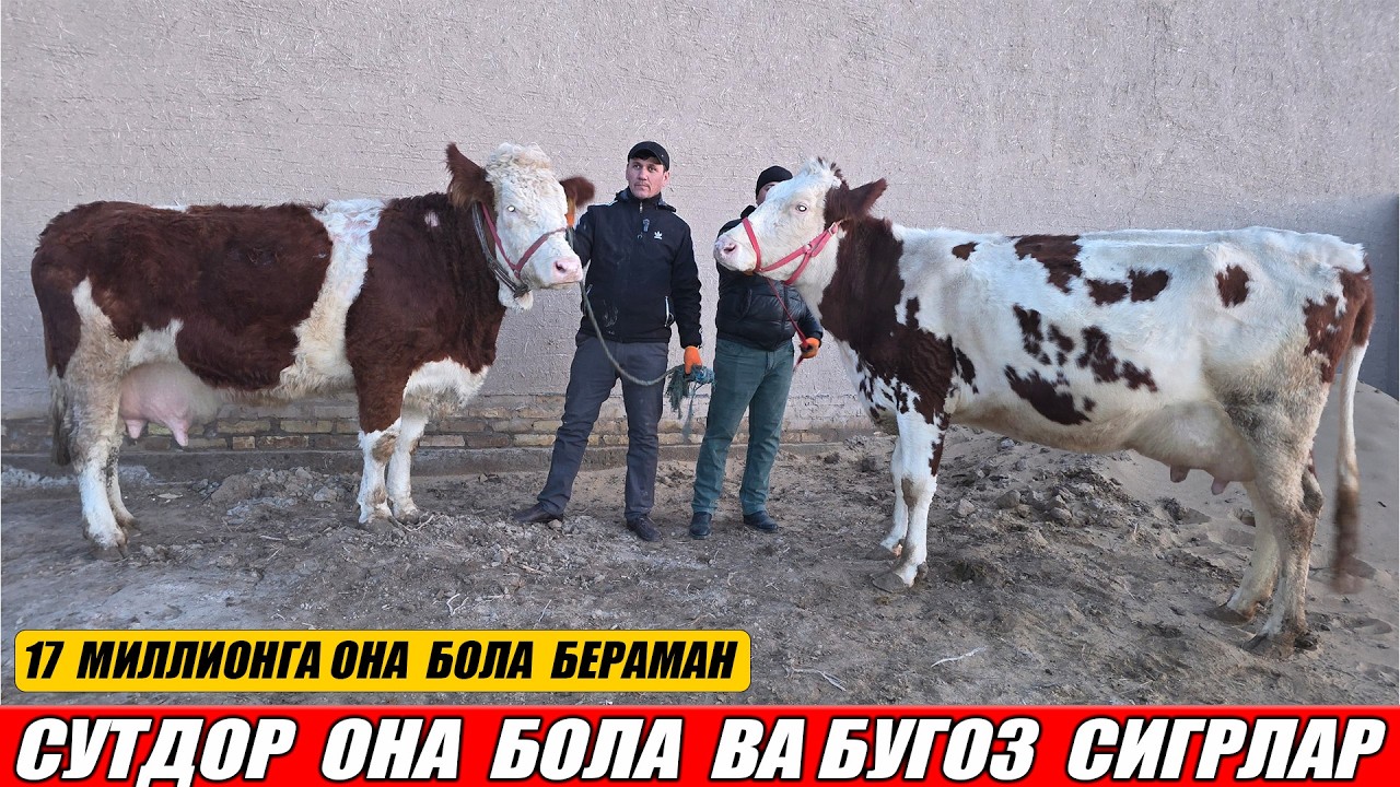 СУТДОР  ОНА  БОЛА  СИГРЛАР  АЗАМАТ  ОГА  ЯНГИ  НАРХЛАР  28-ФЕВРАЛЬ  2026