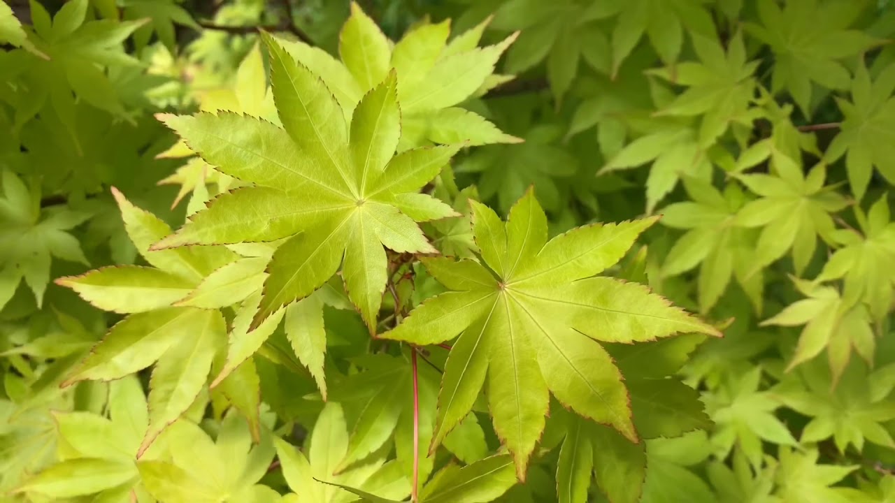 SUMMER GOLD JAPANESE MAPLE - JAPANESE MAPLES