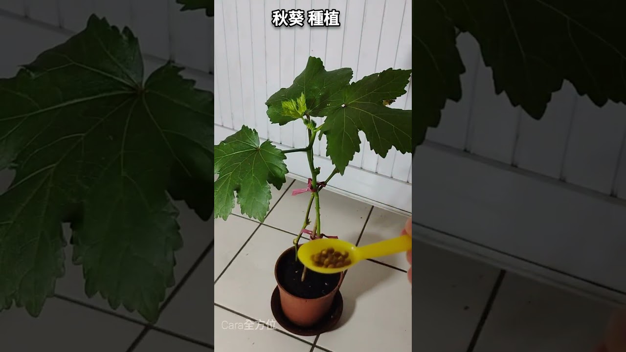 【秋葵種植 06】 持續施肥，穩固小花苞，耐心培植期 (第9周) |秋葵 種植 | grow okra |健康 |在家當農夫 #plants #樓頂菜園 #健康 #garden