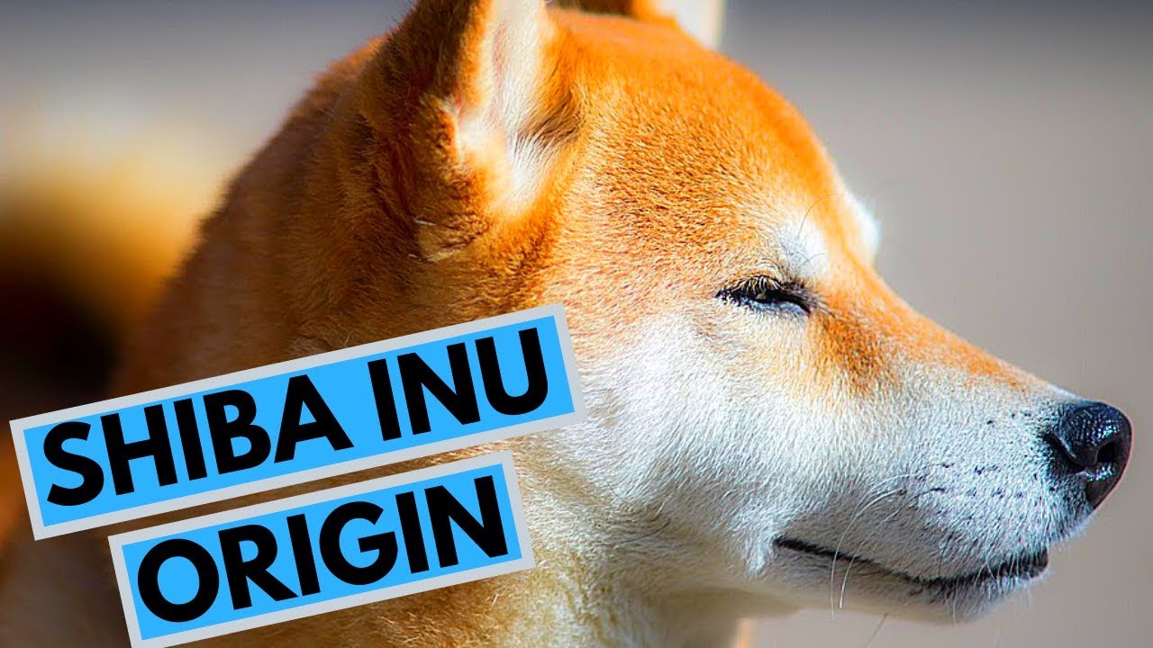 History of the Shiba Inu