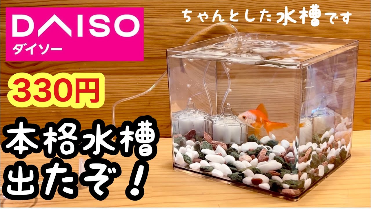 ダイソーから水槽が登場したので使って立ち上げてみた【100均アクアリウム①】四角型水槽