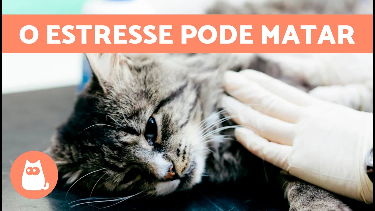 GATO ESTRESSADO pode MORRER? 😿 CAUSAS e COMO EVITAR