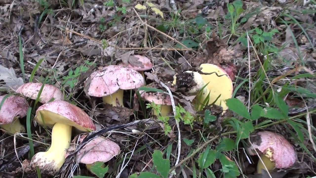 Funghi in habitat dalla 