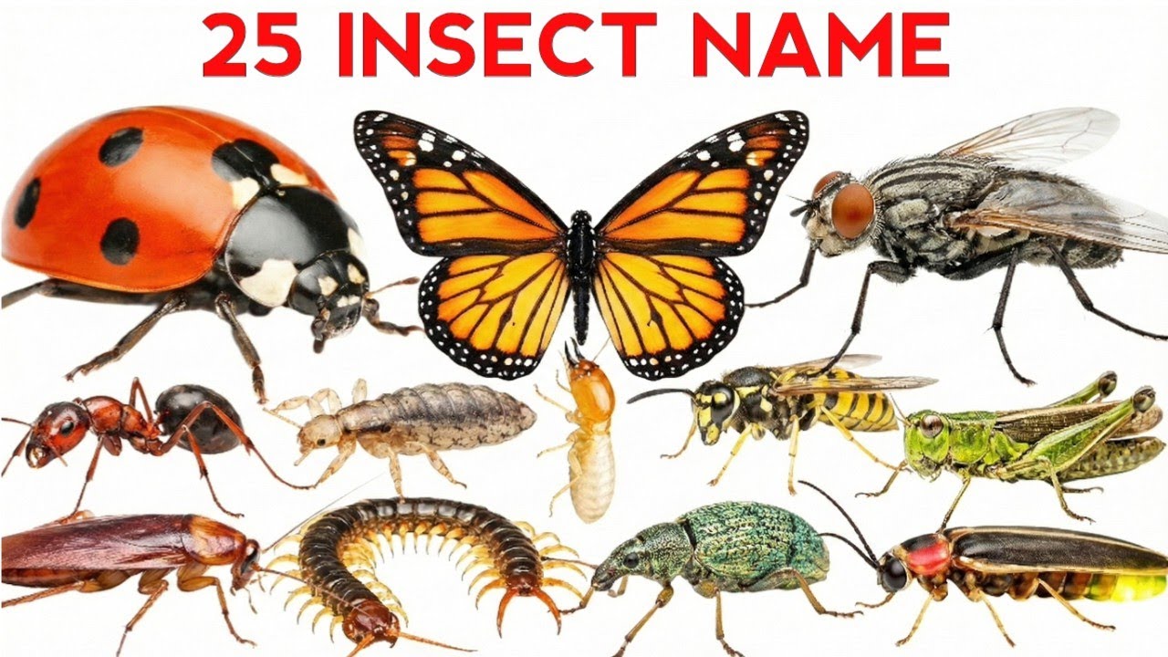 25 Insects Name in English and Hindi | 25 कीड़े मकोड़े | Insect for Kids | Insect Name 
