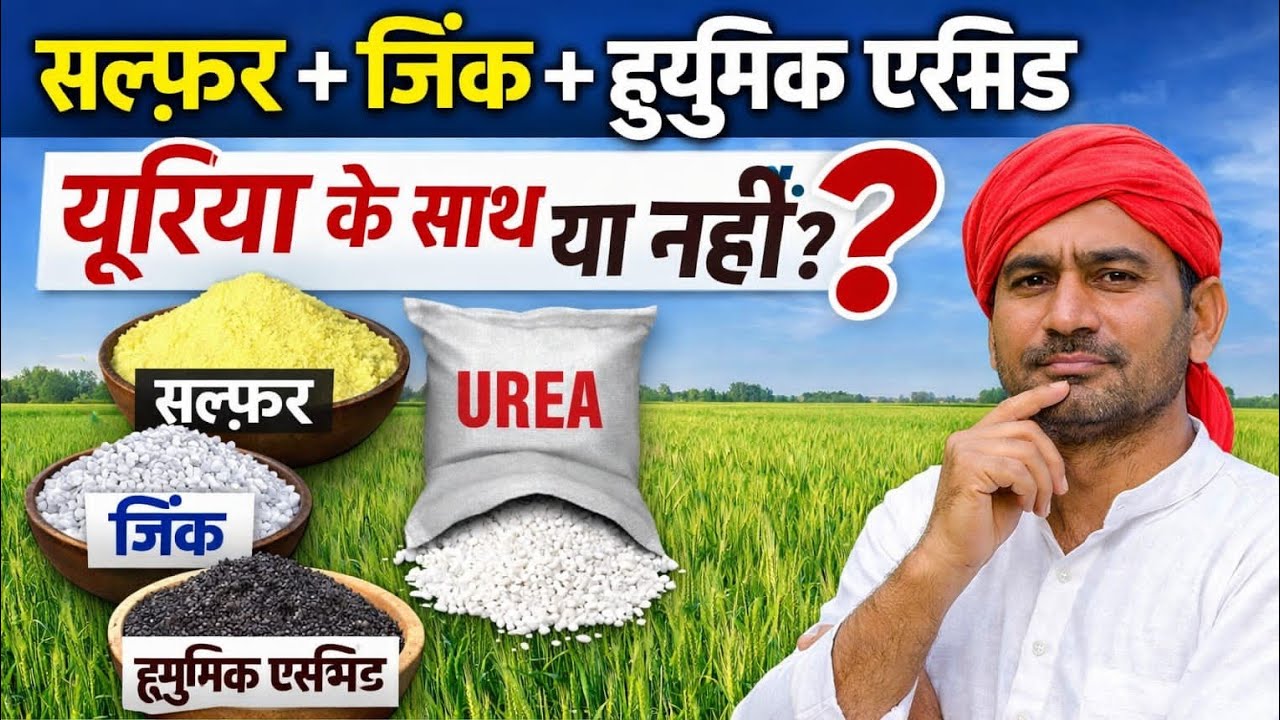 सल्फर + जिंक + ह्यूमिक एसिड 🌾यूरिया के साथ डालें या नहीं? | गेहूं की खेती