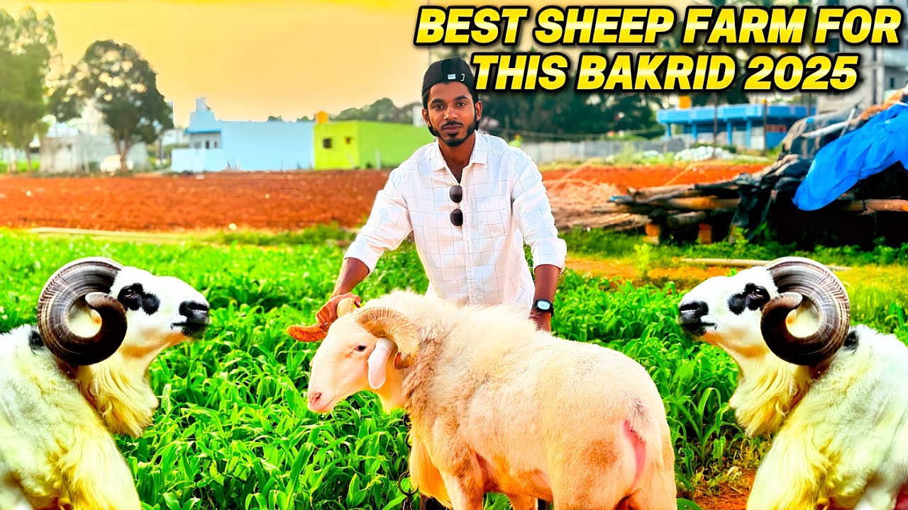 Bakrid 2025 ❤️ Qurbani sheep and goats in Bangalore Tippu farm