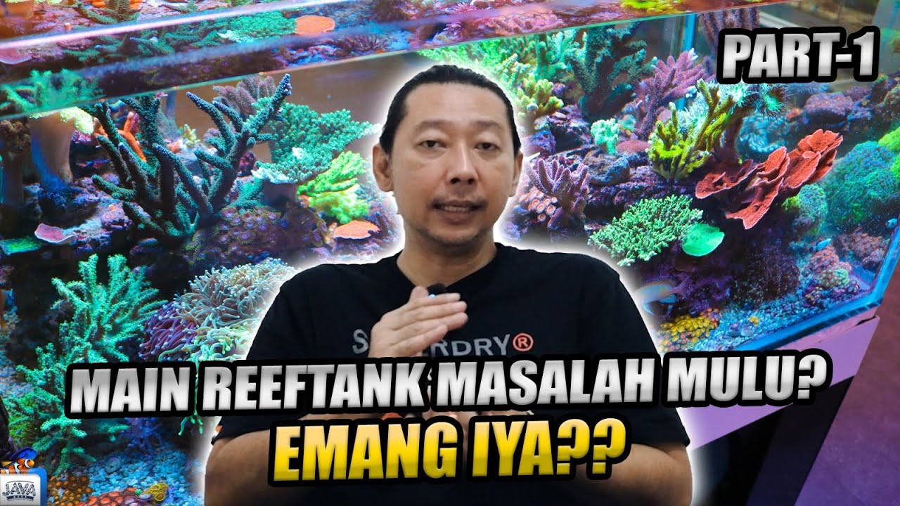 TIPS BIAR GAK KESUSAHAN MAIN AKUARIUM AIR LAUT PART 1
