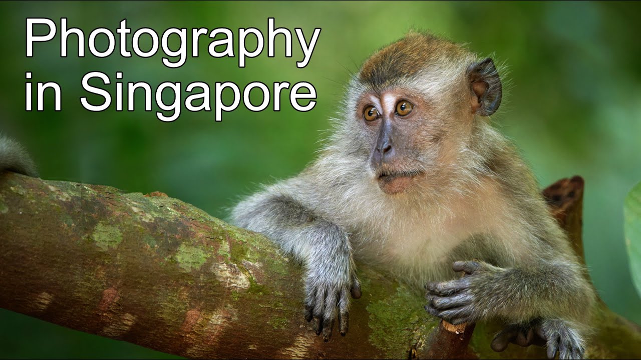 Bird Photography in the Rainforest - Tips and Tricks from Singapore (V-Log, X-Prize)