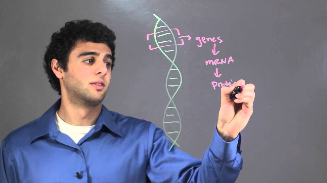 Information Stored Within a DNA Molecule : Biology & DNA