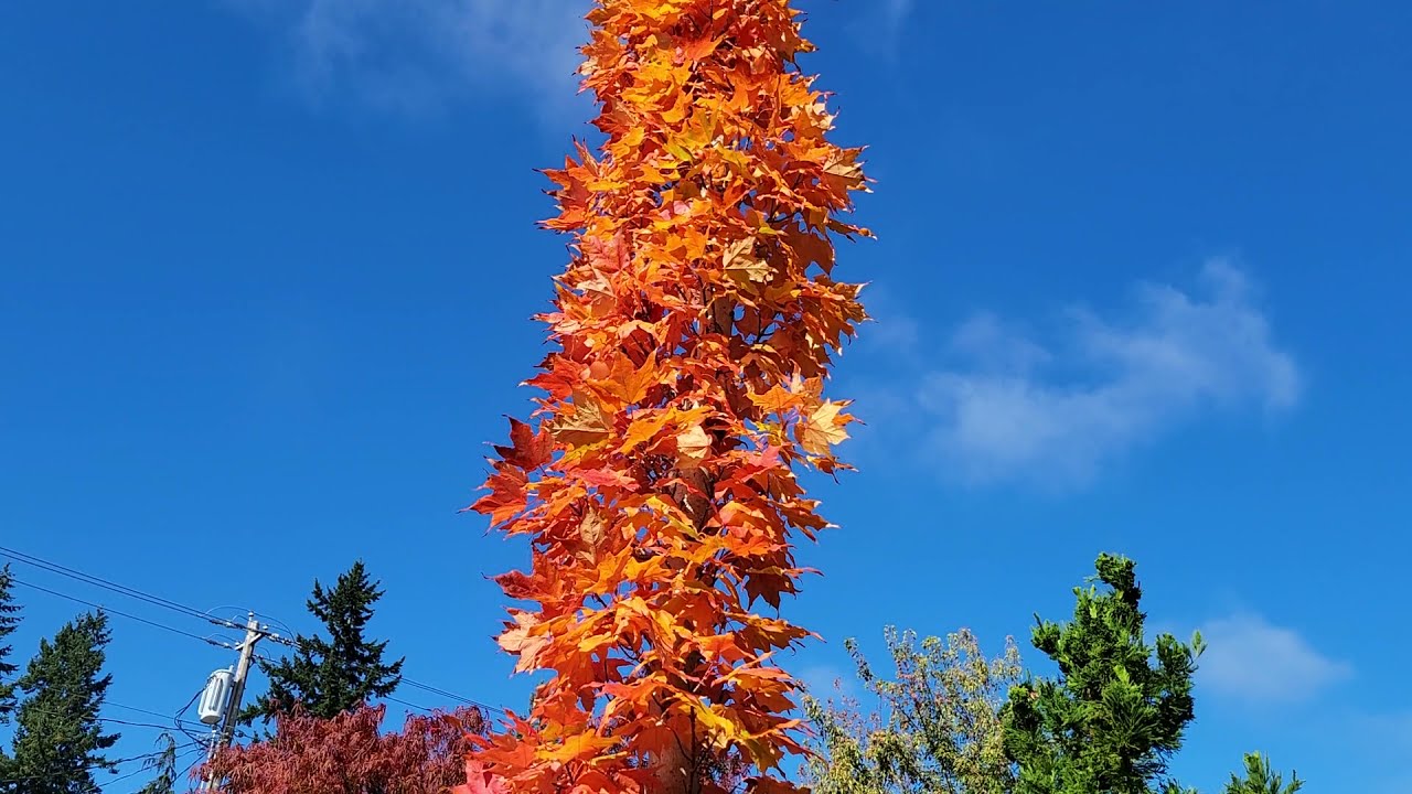 Acer saccharum 'Monumentale' - Amazing Maples