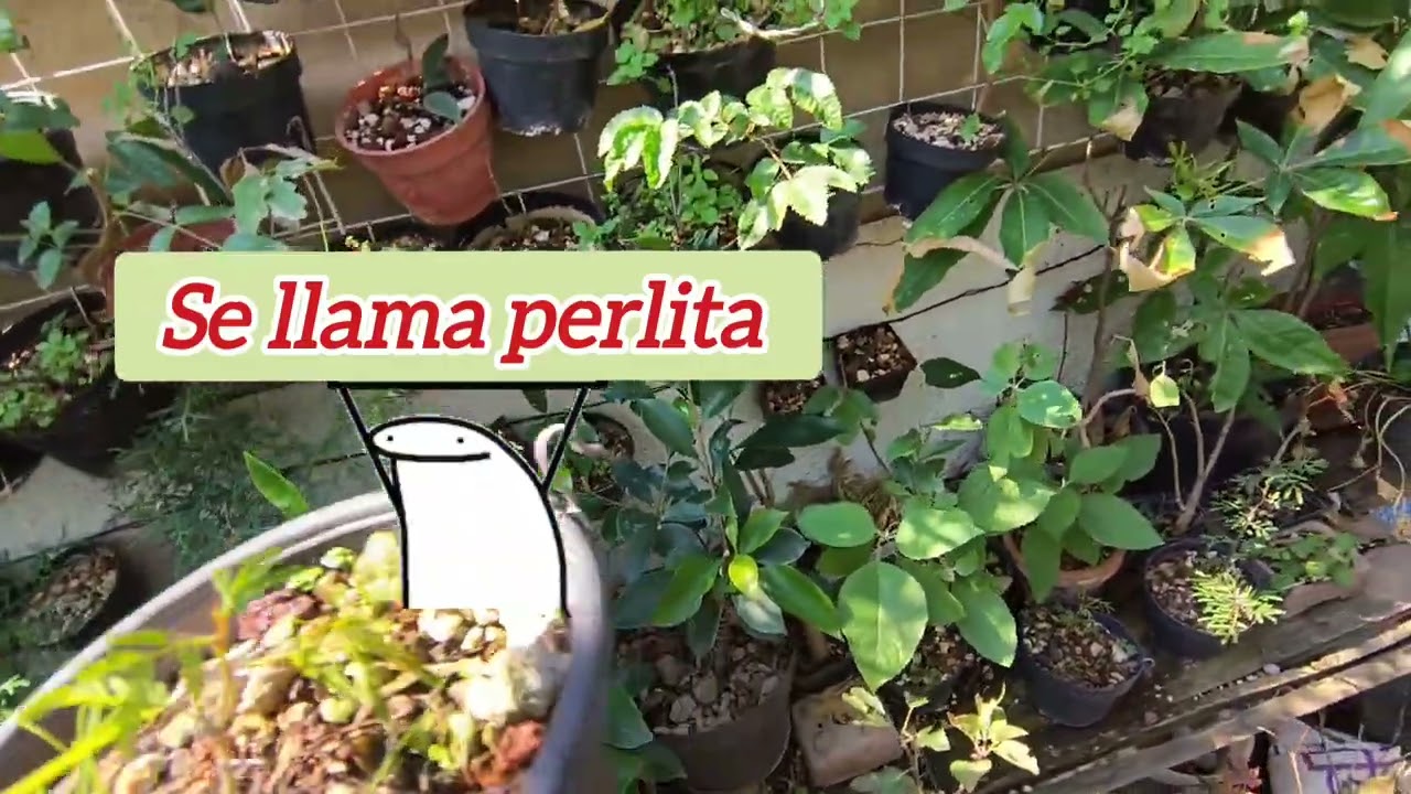 Acacias , trasplante de semillas germinadas 
