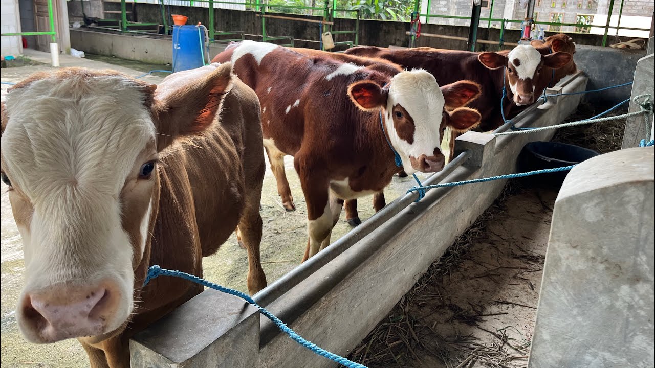 5 Ekor pedet mapan free ongkir 20 Februari 2026