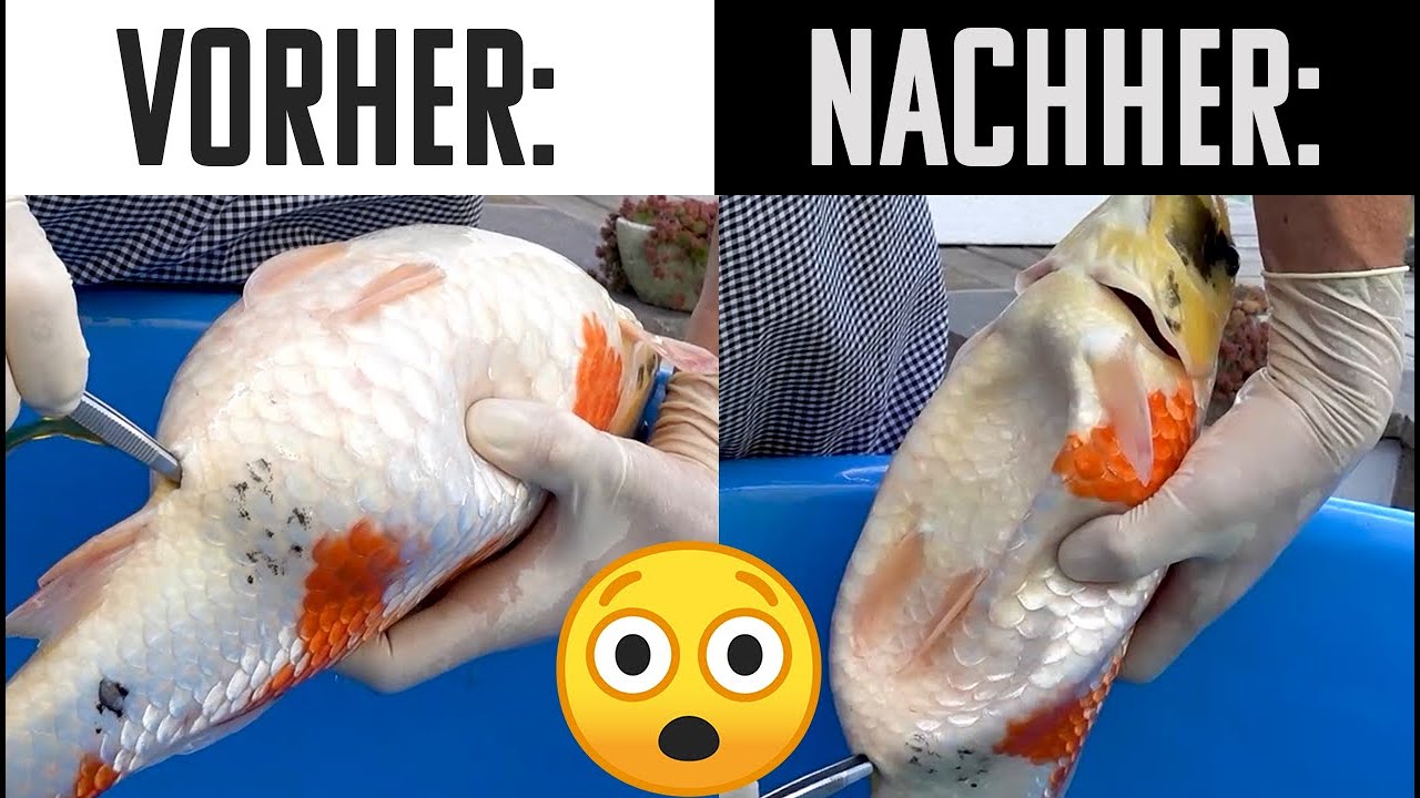 Zyste, Tumor oder Laichansatz? Ultraschalluntersuchung beim Koi