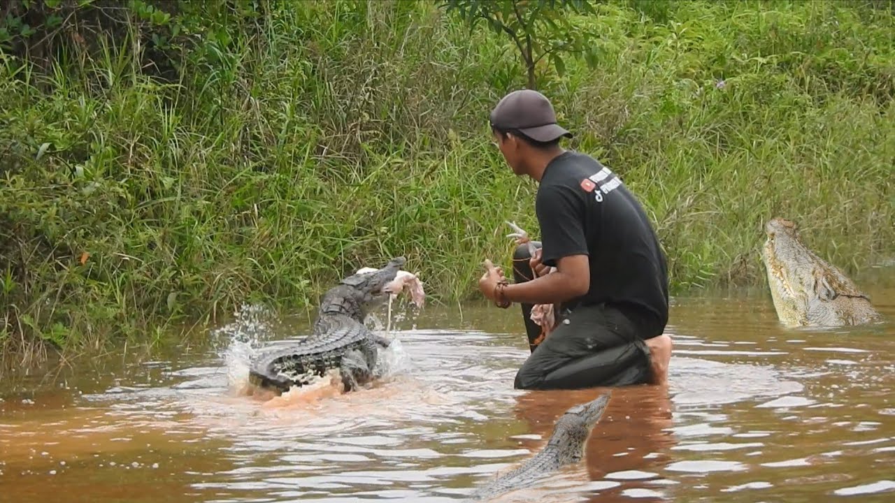 5 ekor buaya tunduk dengan raja buaya paling besar serumaen