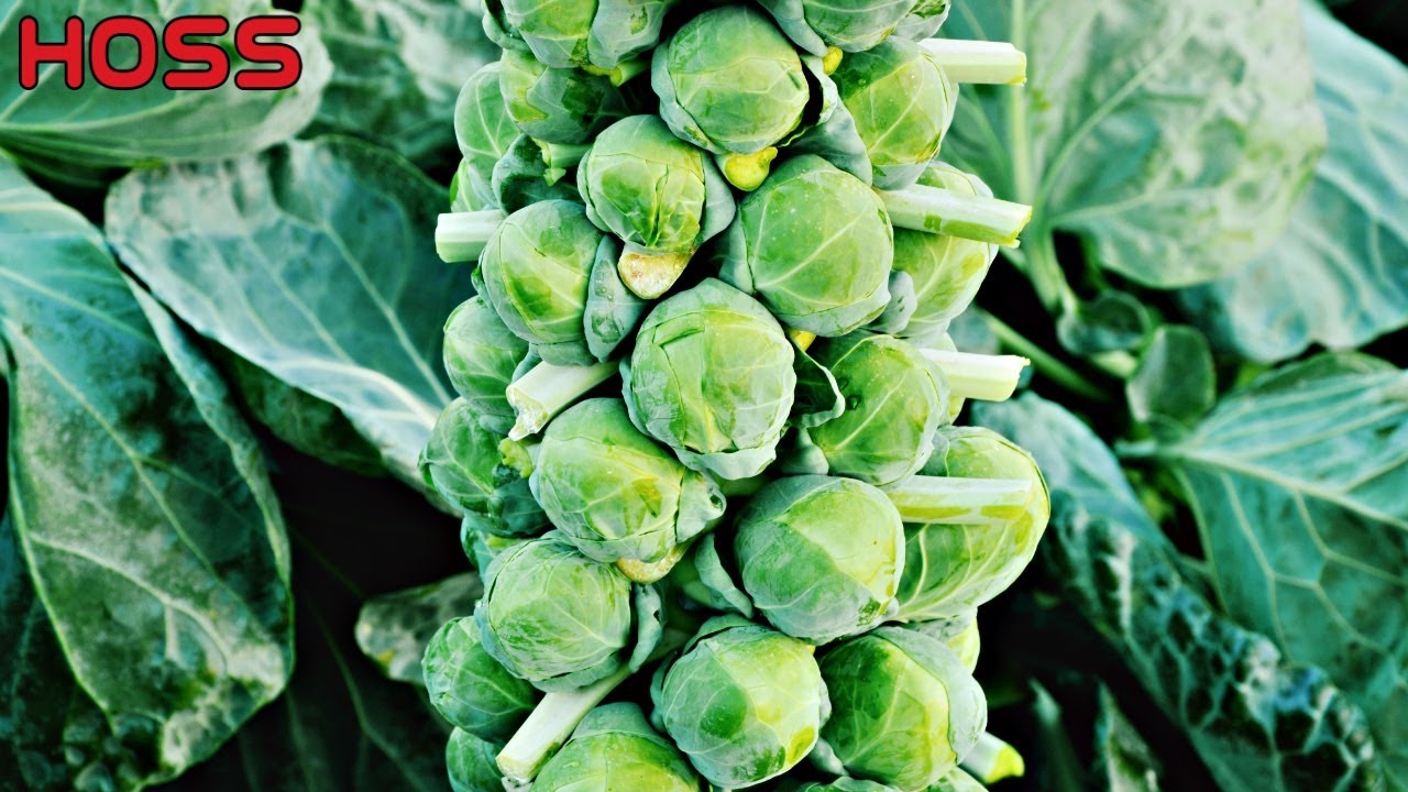 Why are BRUSSELS SPROUTS so hard to grow?!