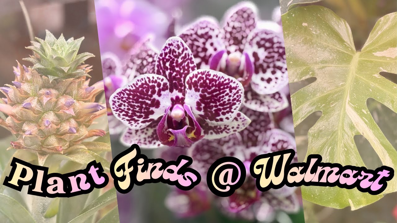 walmart has these houseplants?! 🌿 | plant finds