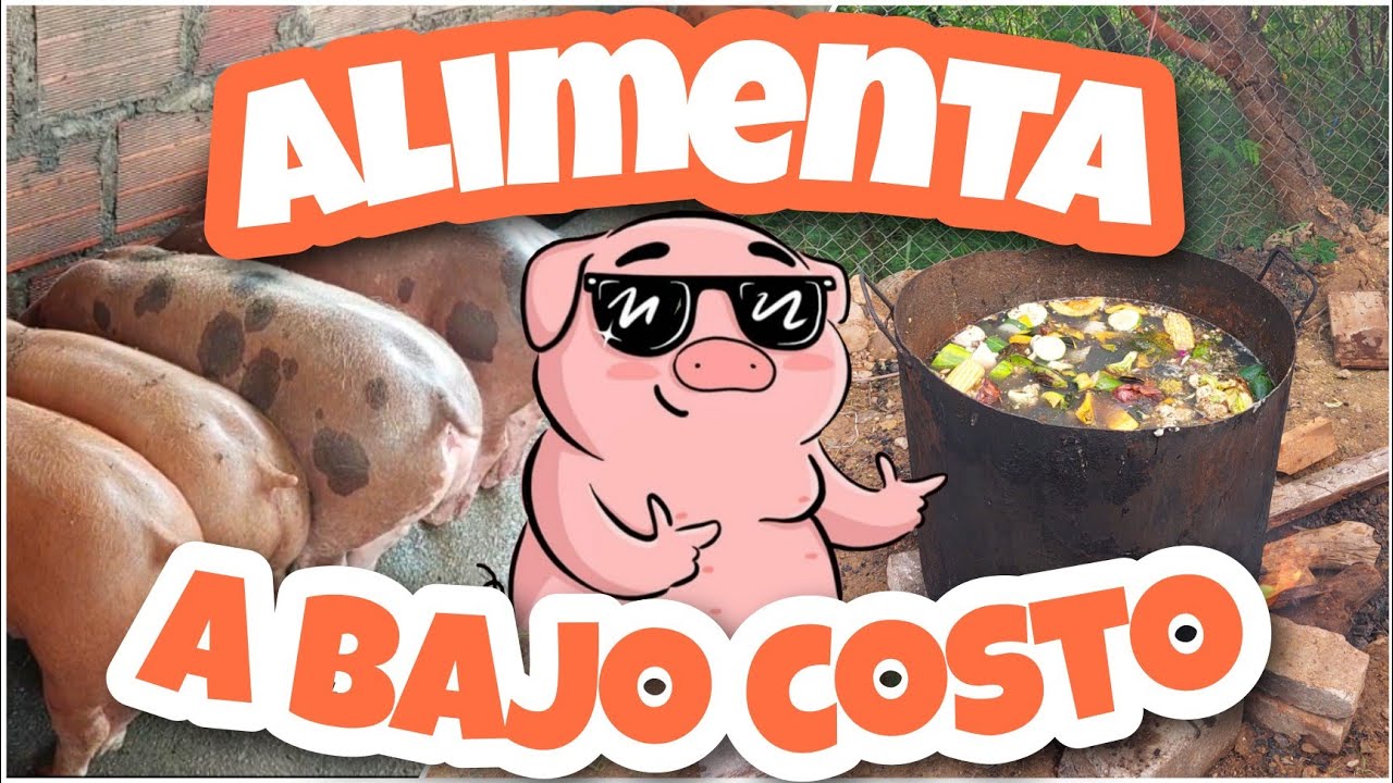 Los 2 alimentos ECONOMICOS para mis CERDOS! 🐷🐷🐷🐷