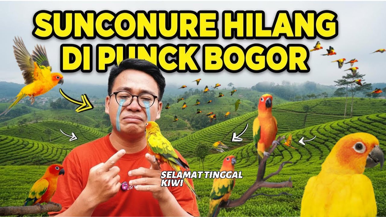 SEDIH BURUNG SUNCONURE HILAAANG DI PUNCAK BOGOR  ‼️