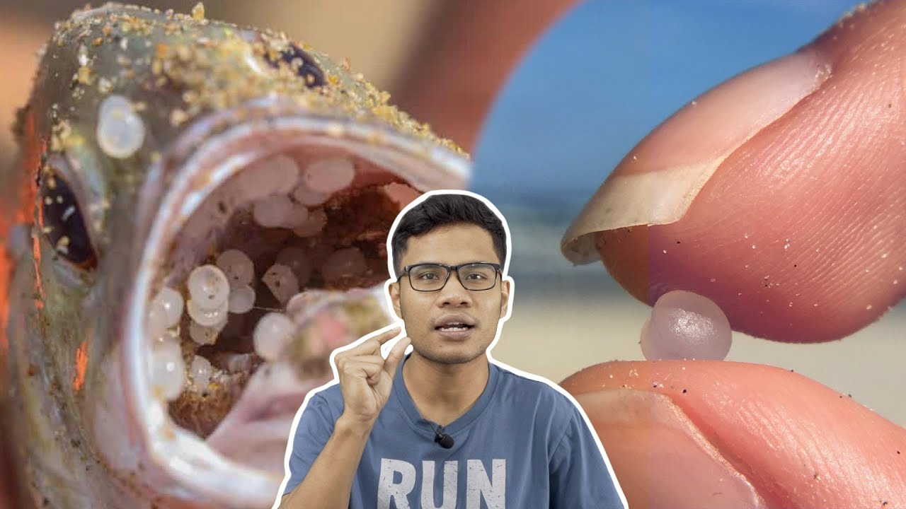Apa Benda Putih-Putih dalam Mulut Ikan Ni?