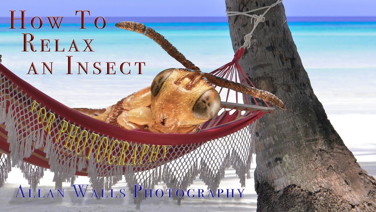 How to Relax an Insect for Photography