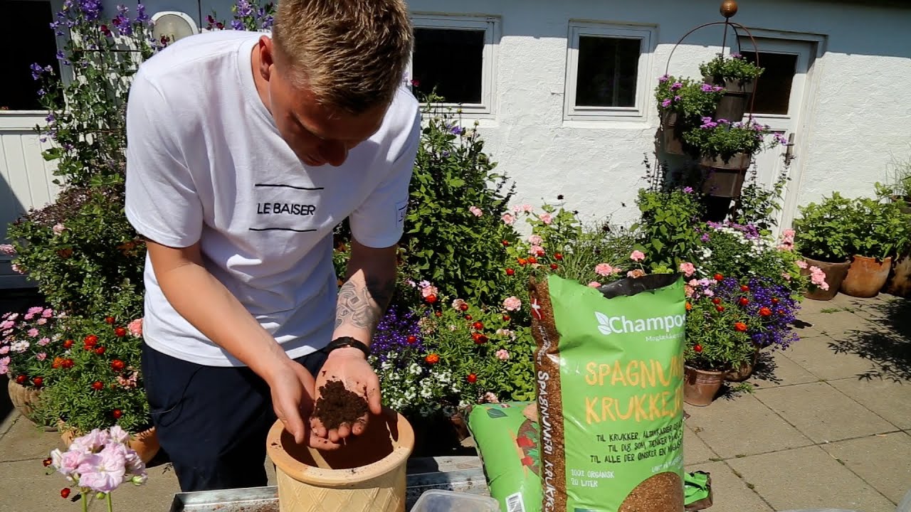 Frede fra Udkansk: Sådan planter du pelargonier i Spagnumfri Krukkejord