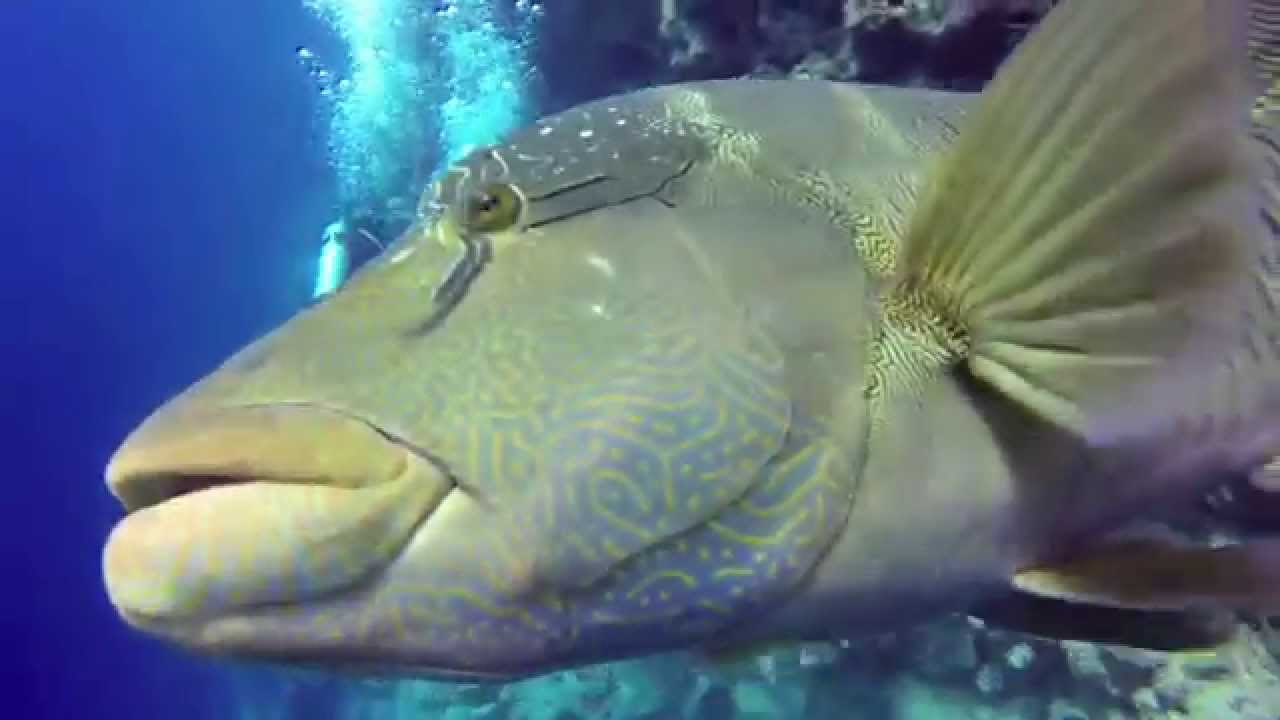 Napoleon fish playing with divers