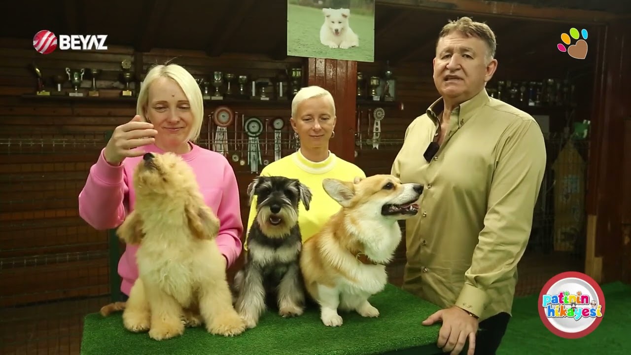 Evde beslemeye uygun orta boy köpekler Welsh Corgi, Schnauzer ve Labradoodle Bölüm 1